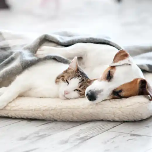 Picture for category Beds, Carriers, & Kennels